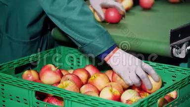 在一家苹果加工厂，戴手套的工人对苹果进行分类。 成熟的苹果按大小和颜色分类，然后包装