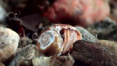 <strong>巨蟹座</strong>的蟹藏在水下寻找白海的食物。