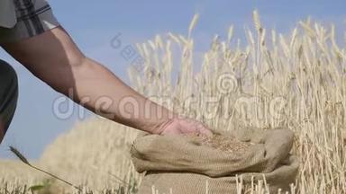 成年<strong>农民</strong>的手在袋子里摸和筛麦粒。 麦粒一手后<strong>丰收</strong>.. 农业