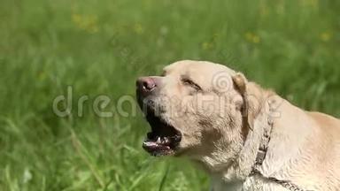 狗的品种拉布拉多猎犬在草坪上大声吠叫包括声音。
