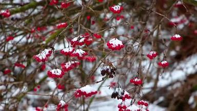 在冬天，在一场降雪中，一<strong>条带</strong>有红色浆果的蝰蛇的树枝在阵风中摇曳，背景变得模糊