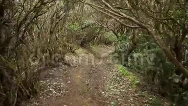 <strong>雨林</strong>丛林小道.. 位于西班牙加那利群岛特内里费亚纳加山脉的<strong>雨林</strong>。