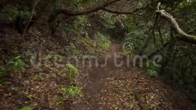 雨林丛林小道.. 位于西班牙加那利群岛特内里费亚纳加山脉的雨林。