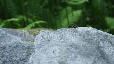 蕨类植物<strong>背景</strong>上的大石头