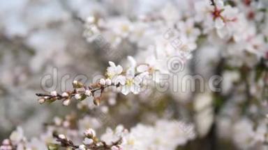 春季系列花卉：日本灌木樱花在微风中小簇簇，近景，4K电影