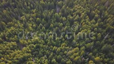 森林里秋色斑斓. 剪辑。 秋天森林的俯视图.. 森林背景