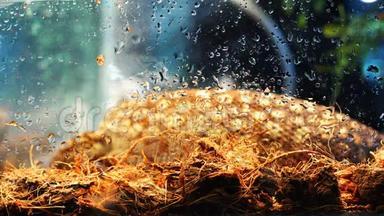 一只斑斑<strong>点点</strong>的红头蜥蜴在雾蒙蒙的玻璃后面的稻草上蠕动着