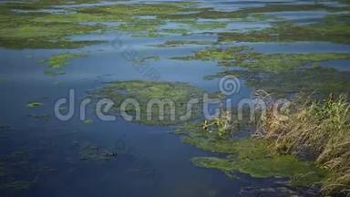 咸水湖，长满藻类，有许多小苍蝇。