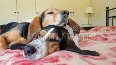 爱的时刻，两只狗睡在彼此的上面。 有趣的时刻。