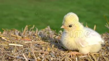 可爱的黄色小鸡，波兰小鸡宝宝，在金色的夏日阳光下坐在外面的干草堆上