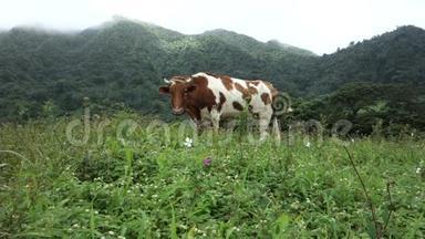 一头牛拴在热带田野上