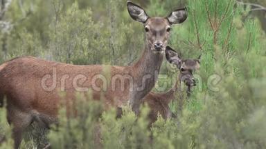 妈妈和小鹿用大耳朵看相机