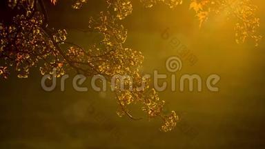 太阳光背景下的金叶树