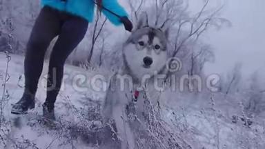 那个女孩在冬天的树林里<strong>带</strong>着一<strong>条带</strong>着哈士奇的狗走。