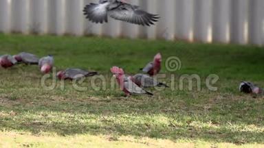 在西澳大利亚卡尔巴里，岗岗雄鸡缓慢地飞向一群雄鸡
