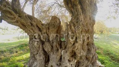 从上面剪下的一棵几百<strong>年历</strong>史的橄榄树的树冠
