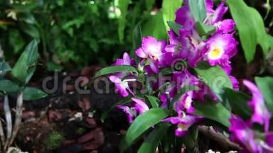 紫罗兰兰的花