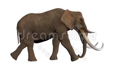 大象的两个视图慢慢地走<strong>无缝循环</strong>阿尔法<strong>通道</strong>包括。