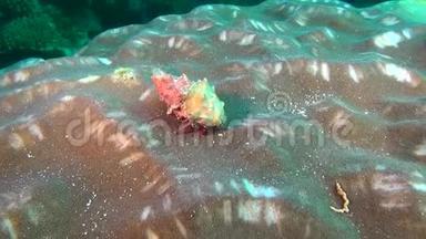 马尔代夫水下海底隐士巨蟹座。