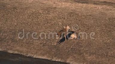 秋天，鹿妈妈和小鹿躺在草地上。 在晴朗的天气里，两只野生动物在田野上休息。
