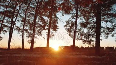 清晨，<strong>松林</strong>日出。 冬天美丽的<strong>松林</strong>，阳光透过树木，自然景观