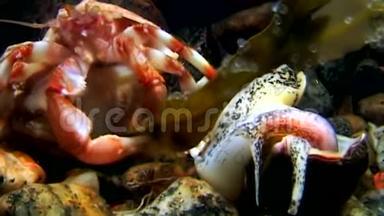 巨蟹座隐士在俄罗斯白海海底吃食物。