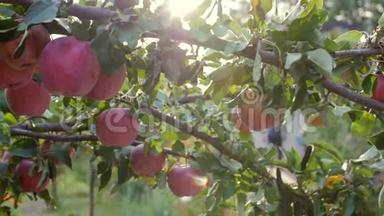 成熟美丽的红<strong>苹果</strong>挂在<strong>苹果</strong>树上，明亮的阳光和光，<strong>风</strong>与树叶和水果玩耍。 概念