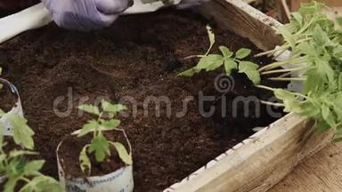 农民种植西红柿幼苗