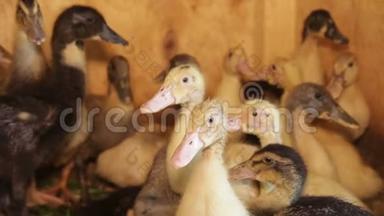 小鸭子，小鸡们聚集在笼子的角落里。 工业家禽小型农业