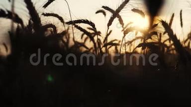 农业概念是生活方式麦田的金色日落。 小麦收获耳朵慢动作<strong>视频背景</strong>