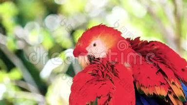 猩红<strong>大金</strong>刚鹦鹉，又称红绿<strong>大金</strong>刚鹦鹉，坐在树枝上，互相清理羽毛。