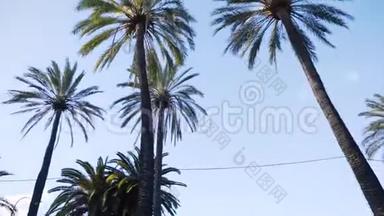 阳光明媚的一天，高大的棕榈树的景色。 库存。 城市环境中美丽的高大棕榈树