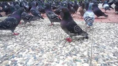 鸽子在公园里觅食。 他们在混凝土上飞来飞去