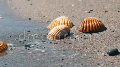 沙滩上的贝壳，海浪溅落在贝壳上.. 热带海滩上美丽的贝壳。 旅行概念
