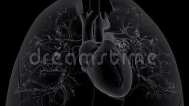 心脏泵除氧血到肺