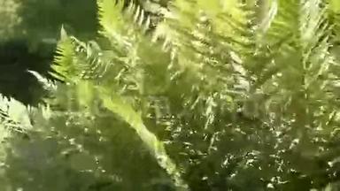 新鲜的绿色蕨类植物