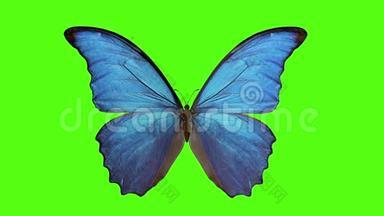 蝴蝶<strong>扇动翅膀</strong>。 绿色背景上的蝴蝶。 3d渲染