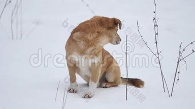 红发狗坐在雪地上。 一只宠物狗坐在雪地外面
