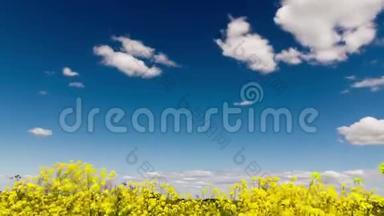 时间流逝的片段，白色蓬松的云彩在蓝天上，田野上有黄色的野花