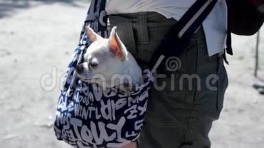 <strong>小</strong>可爱的<strong>狗</strong>在深蓝色的旅行袋里，阳光明媚的一天。 剪辑。 旅行袋里的<strong>小白狗</strong>。 的概念