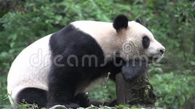 中国<strong>成都大熊猫</strong>在树干上休息