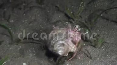 <strong>巨蟹座</strong>隐身于菲律宾野生动物海洋水下的一个贝壳中。
