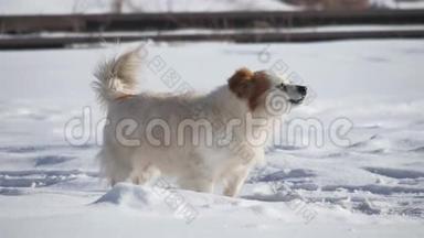 无家可归的狗叫着摇着尾巴站在雪地里，冬天很冷。 户外无家可归宠物的问题