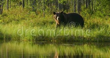 在森林中<strong>自由行</strong>走的成年棕熊的特写镜头