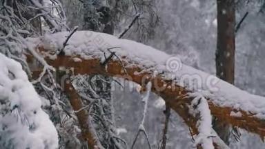 一棵松树的树干，冬天降雪时被雪覆盖。 慢动作