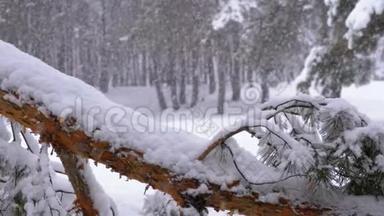 一棵松树的树干，冬<strong>天降</strong>雪时被雪覆盖。 慢动作