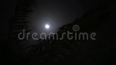 夜晚透过棕榈树的叶子观赏<strong>一轮</strong>明亮的大<strong>月亮</strong>。 风在摇动树木。