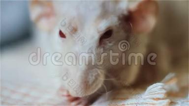 小白鼠啃西瓜饼