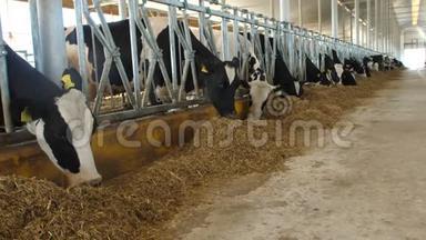 现代农场<strong>奶牛</strong>饲养过程。 关闭牛奶场的<strong>奶牛</strong>饲养。 <strong>奶牛</strong>场的<strong>奶牛</strong>吃干草。 拖拉机开进来
