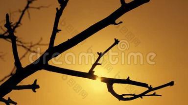 橙色天空日落时干树枝剪影